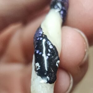 Snake Peterpick Baculum