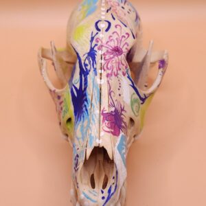 Rainbow Coyote Skull
