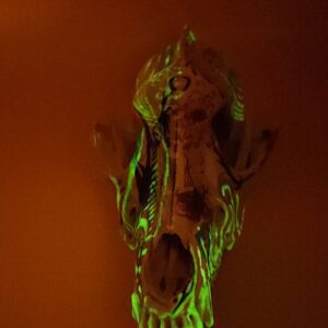 Rainbow Coyote Skull