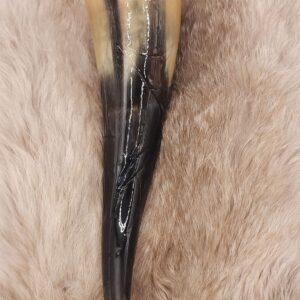 Spider Drinking Horn