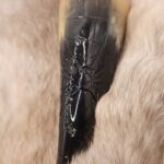 Spider Drinking Horn
