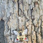 Mystic Vertifly Suncatcher